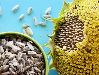 jeevan sunflower seeds